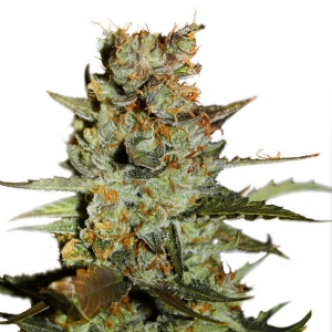 Dutch Passion - Blueberry Auto