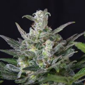 Joint Doctor - Diesel Ryder Auto