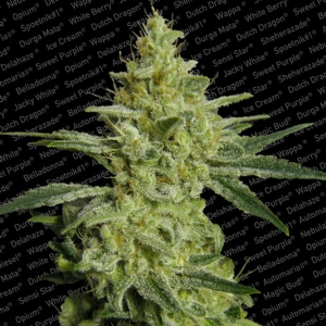 Paradise Seeds - AllKush