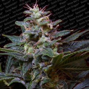 Paradise Seeds - Sweet Purple