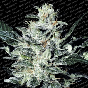 Paradise Seeds - Sensi Star