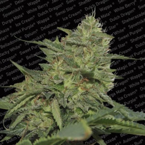 Paradise Seeds - Original Cheese (IBL)