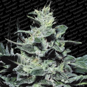 Paradise Seeds - Nebula