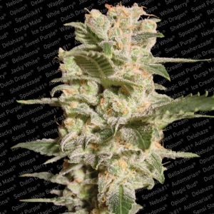 Paradise Seeds - Belladonna