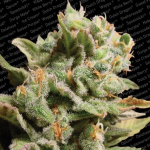 Paradise Seeds - Dutch Dragon