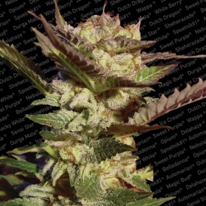 Paradise Seeds - Durga Mata