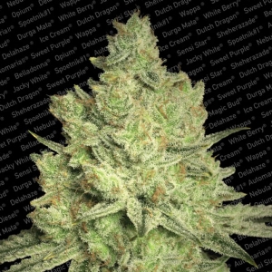 Paradise Seeds - Jacky White