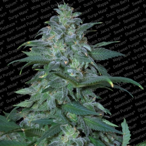 Paradise Seeds - Magic Bud