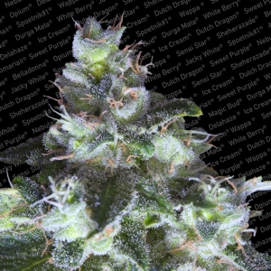 Paradise Seeds - Original White Widow (IBL)