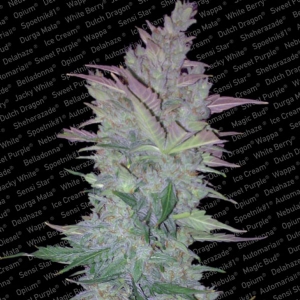 Paradise Seeds - Vertigo Auto