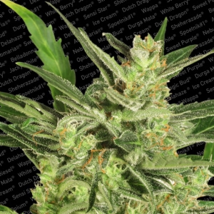 Paradise Seeds - Automaria II Auto