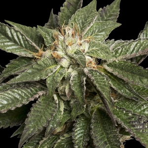 DNA Genetics - LA Confidential