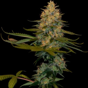 DNA Genetics - Exodus Kush