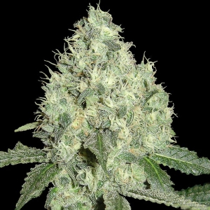 DNA Genetics - 91 Krypt