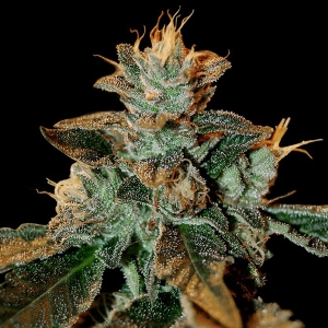 DNA Genetics - Cataract Kush