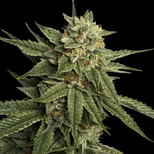 DNA Genetics - Holy Grail Kush