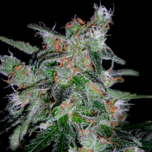 DNA Genetics - 60 Day Lemon Auto