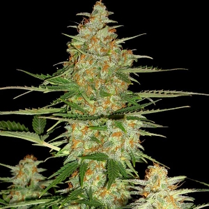 DNA Genetics - 60 Day Wonder Auto