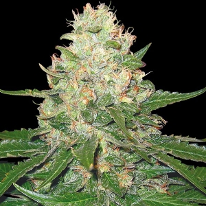 DNA Genetics - Rocklock