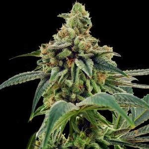 DNA Genetics - Training Day