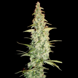 DNA Genetics - (RP) - Cole Train