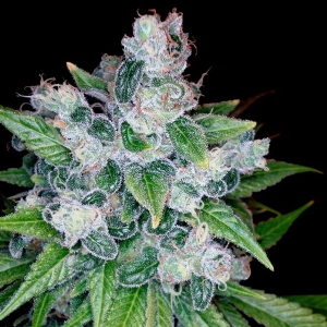 DNA Genetics - (RP) - Kandy Kush