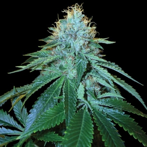 DNA Genetics - (RP) - The OG #18