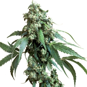 Sensi Seeds - Jack Flash Regolare