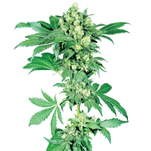 Sensi Seeds - Afghani #1 Regolare