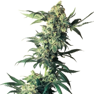 Sensi Seeds - Northern Lights Regolare