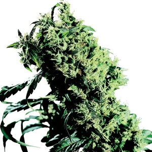 Sensi Seeds - Northern Lights #5 x Haze