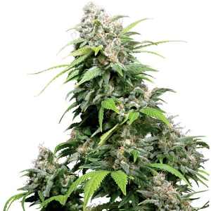 Sensi Seeds - California Indica Regolare