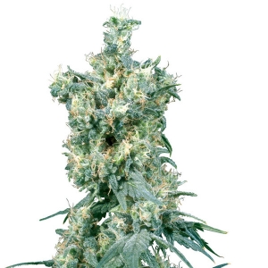 Sensi Seeds - American Dream Regolare