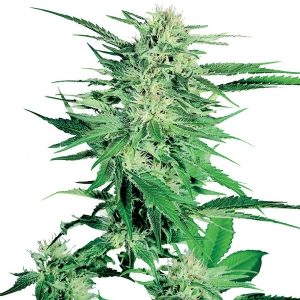 Sensi Seeds - Big Bud Regolare