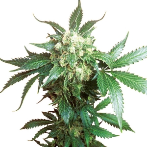 Sensi Seeds - Black Domina Regolare