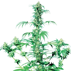 Sensi Seeds - Early Girl Regolare