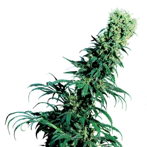 Sensi Seeds - Early Pearl Regolare