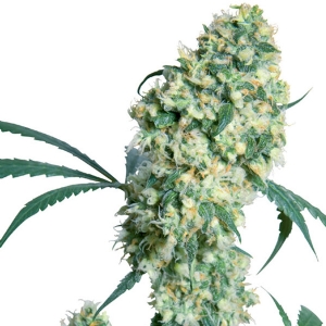 Sensi Seeds - Ed Rosenthal Super Bud Regolare