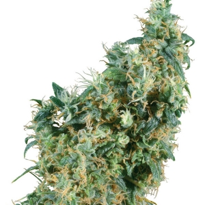 Sensi Seeds - First Lady Regolare