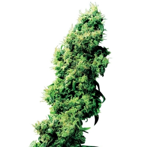 Sensi Seeds - Four Way Regolare