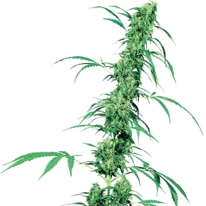 Sensi Seeds - Fruity Juice Regolare