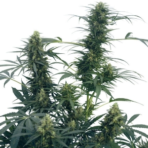 Sensi Seeds - Guerrilla s Gusto Regolare