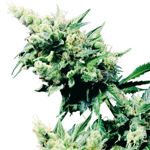 Sensi Seeds - Hash Plant Regolare