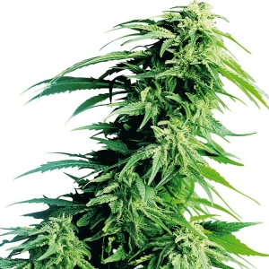 Sensi Seeds - Hindu Kush Regolare