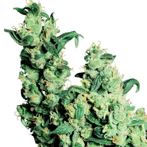 Sensi Seeds - Jack Herer Regolare