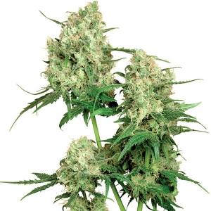 Sensi Seeds - Maple Leaf Indica Regolare