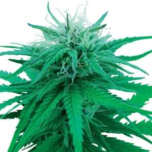 Sensi Seeds - Ruderalis Indica Regolare