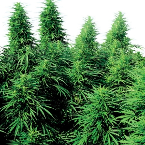 Sensi Seeds - Ruderalis Skunk Regolare