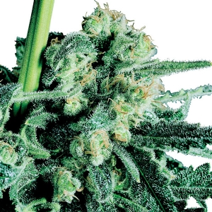 Sensi Seeds - Sensi Skunk Regolare