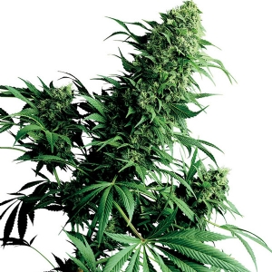 Sensi Seeds - Shiva Shanti Regolare